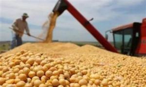 中國為什么要大量進口大豆 2020大豆加工行業(yè)全景與投資趨勢預測