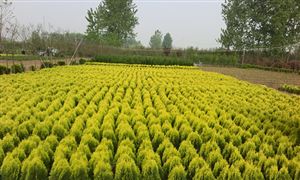綠化苗木市場行情分析 2021綠化苗木行業(yè)現狀及未來發(fā)展前景趨勢分析