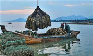 海洋災(zāi)害加劇養(yǎng)殖業(yè)風(fēng)險 國內(nèi)首款政策性牡蠣養(yǎng)殖保險落地威海