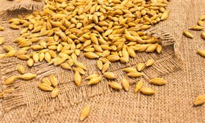 阿根廷對(duì)華大麥出口飆升將創(chuàng)紀(jì)錄 2021年中國(guó)谷物市場(chǎng)消費(fèi)將提高