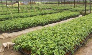 2021麻類種植行業(yè)發(fā)展現(xiàn)狀及前景分析