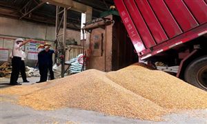 河南省521萬畝糧田絕收 我國糧食加工發(fā)展現(xiàn)狀如何