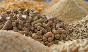 飼料價(jià)格為何持續(xù)上漲 玉米每噸上漲400元 飼料市場現(xiàn)狀分析