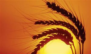 畝產(chǎn)1326.77公斤!我國再創(chuàng)水稻大面積種植單產(chǎn)世界最高紀(jì)錄!  糧食行業(yè)現(xiàn)狀及前景