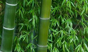 中國竹子行業(yè)現(xiàn)狀及發(fā)展前景分析