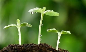 植物生長調(diào)節(jié)劑市場規(guī)模 植物生長調(diào)節(jié)劑逐漸成為現(xiàn)代農(nóng)業(yè)的發(fā)展方向