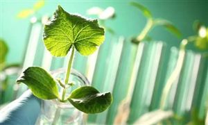 生物農(nóng)業(yè)行業(yè)市場現(xiàn)狀 生物農(nóng)業(yè)行業(yè)市場發(fā)展前景分析
