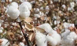 中國棉花行業(yè)現(xiàn)狀及發(fā)展前景分析