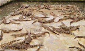 2021鱷魚養(yǎng)殖發(fā)展現(xiàn)狀分析及市場(chǎng)前景 鱷魚養(yǎng)殖成本和利潤(rùn)分析