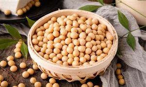 大豆蛋白行業(yè)現(xiàn)狀分析 大豆蛋白行業(yè)報(bào)告
