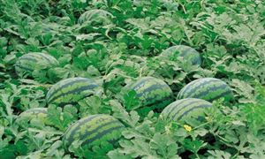 西瓜種植成本與利潤(rùn)分析 2022年西瓜種植行業(yè)報(bào)告分析