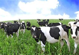國內(nèi)飼料價格上漲加大奶牛養(yǎng)殖成本 2022年我國奶牛飼料價格上漲情況