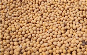 阿根廷暫停豆粕和豆油出口登記 大豆油市場(chǎng)供需及前景分析