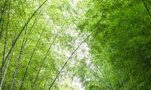 2022竹制品行業(yè)前景及現(xiàn)狀分析報(bào)告
