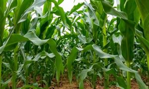 2022年玉米種植行業(yè)現(xiàn)狀及發(fā)展前景分析