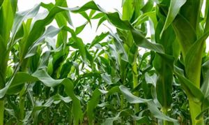 玉米供需形勢進一步改善 2022玉米種植現(xiàn)狀分析