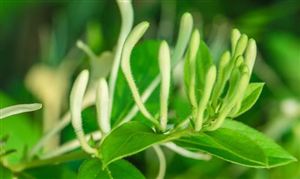 中草藥種植產(chǎn)業(yè)發(fā)展現(xiàn)狀 中草藥種植行業(yè)市場(chǎng)規(guī)模預(yù)測(cè)