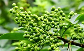 2022花椒交易市場(chǎng)規(guī)模現(xiàn)狀及發(fā)展趨勢(shì)深度分析