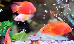 水產(chǎn)飼料價格上漲 2022水產(chǎn)飼料行業(yè)發(fā)展現(xiàn)狀與未來競爭格局分析