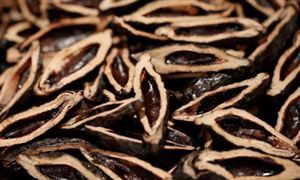 全國檳榔消費(fèi)者超1億人，產(chǎn)業(yè)鏈就業(yè)人口超過500萬