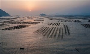 2022海帶養(yǎng)殖業(yè)行業(yè)市場現(xiàn)狀分析報(bào)告