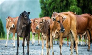 行業(yè)深度分析 中國肉牛養(yǎng)殖行業(yè)市場現(xiàn)狀分析