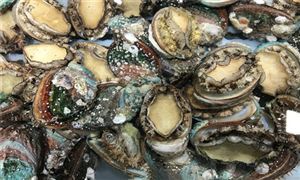 重1斤一頭鮑魚500元 年產(chǎn)值達(dá)15億元 這里“鮑”發(fā)力十足 鮑魚消費(fèi)量及鮑魚養(yǎng)殖行業(yè)現(xiàn)狀