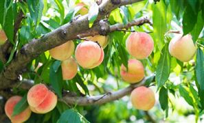 桃子行業(yè)分析 桃子產(chǎn)業(yè)種植前景分析2022