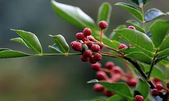 花椒油行業(yè)市場(chǎng)發(fā)展預(yù)測(cè) 2025年花椒油市場(chǎng)規(guī)模將達(dá)到 350 億元以上
