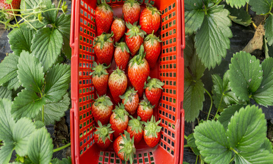 東港草莓在線上線下全線飄紅 草莓栽培行業(yè)分析