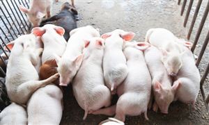 中國開展今年首批中央凍豬肉儲備收儲 生豬養(yǎng)殖行業(yè)市場深度分析