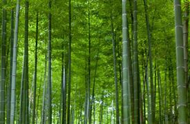 2023竹制品替代地方政策與發(fā)展前景