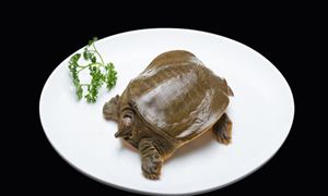甲魚養(yǎng)殖市場怎么樣？甲魚養(yǎng)殖行業(yè)投資前景預(yù)測