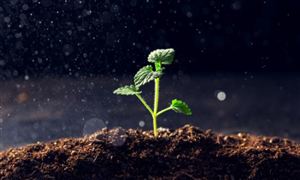 人造土壤行業(yè)發(fā)展現(xiàn)狀及競爭格局分析報告