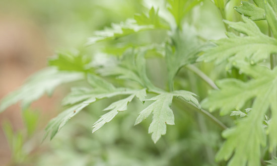 2023年除草劑行業(yè)分析 中國除草劑進口情況 除草劑行業(yè)競爭分析