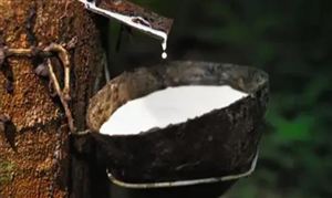 天然橡膠行業(yè)發(fā)展機(jī)會 天然橡膠行業(yè)發(fā)展現(xiàn)狀及前景投資