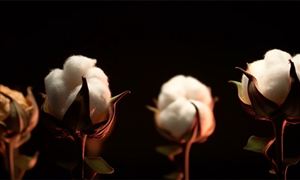 中國(guó)棉紡織行業(yè)再生纖維素纖維應(yīng)用情況調(diào)研分析