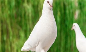 2023中國肉鴿行業(yè)發(fā)展趨勢調(diào)研 肉鴿養(yǎng)殖行業(yè)市場現(xiàn)狀分析
