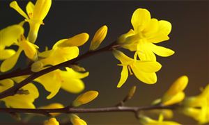 連翹行業(yè)市場現(xiàn)狀 連翹行業(yè)未來前景趨勢