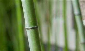 竹材行業(yè)市場(chǎng)現(xiàn)狀分析 竹材行業(yè)各地發(fā)展規(guī)劃