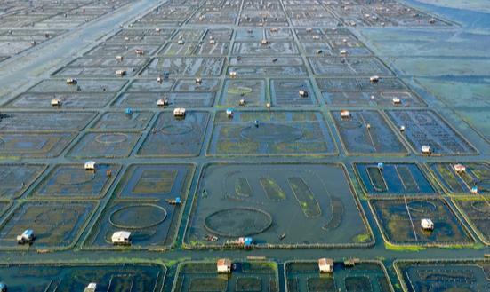 大閘蟹養(yǎng)殖市場發(fā)展趨勢及現(xiàn)狀分析2023