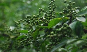 花椒特色產(chǎn)業(yè)助力鄉(xiāng)村振興 以產(chǎn)業(yè)園區(qū)+基地+農(nóng)戶產(chǎn)業(yè)園區(qū)+企業(yè)+合作社模式