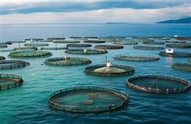 上半年海洋生態(tài)修復(fù)穩(wěn)步推進(jìn) 海洋生態(tài)修復(fù)技術(shù)指標(biāo)準(zhǔn)實施