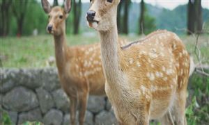 動物園行業(yè)發(fā)展現(xiàn)狀分析：傳統(tǒng)動物園如何盈利，吸引游客?