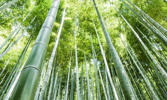 竹業(yè)行業(yè)市場分析：竹產業(yè)發(fā)展?jié)摿薮?>
</a>
</p>
<div   id=
