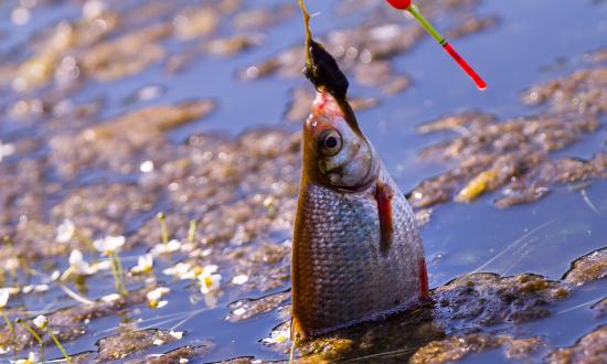 淡水魚苗行業(yè)分析：2023年淡水魚苗市場前景與現(xiàn)狀