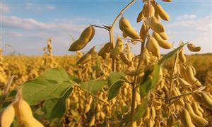 2023大豆種植行業(yè)分析：大豆對外依存度過高問題亟待解決 提高大豆產(chǎn)能和自產(chǎn)率