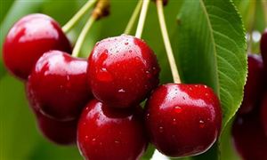未來(lái)我國(guó)櫻桃市場(chǎng)或?qū)㈤L(zhǎng)期依賴(lài)進(jìn)口 2023年中國(guó)櫻桃市場(chǎng)發(fā)展現(xiàn)狀分析