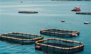 海洋牧場行業(yè)市場環(huán)境分析 海洋牧場行業(yè)發(fā)展趨勢預(yù)測