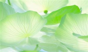 數(shù)字貿(mào)易行業(yè)發(fā)展現(xiàn)狀：中國數(shù)字貿(mào)易正保持良好勢頭，蓬勃發(fā)展